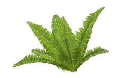 蕨类植物SU模型