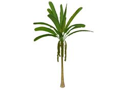 芭蕉树香蕉树SU模型