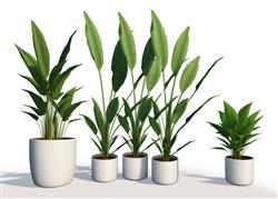盆栽植物SU模型