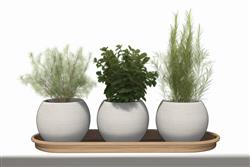 花盆植物SU模型