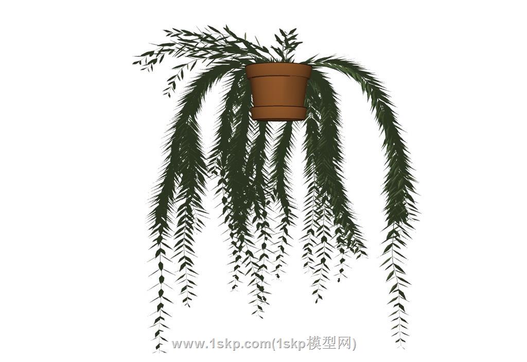 吊篮花盆植物