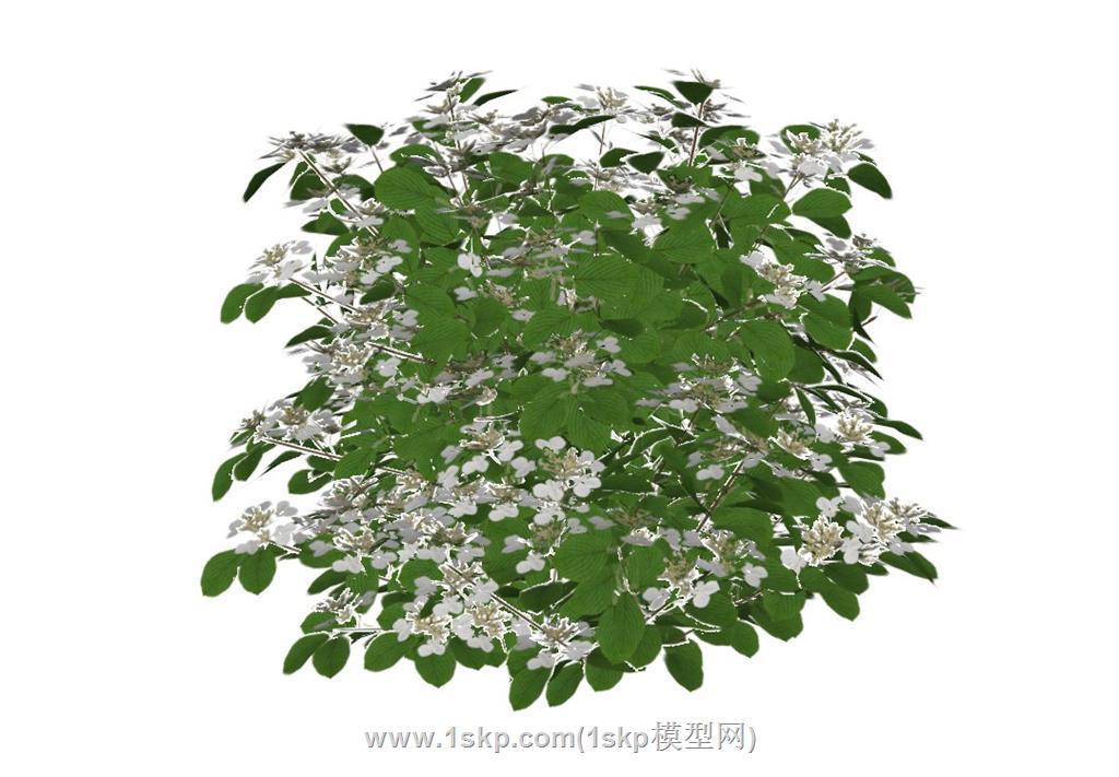荚蒾灌木树