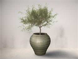花盆盆栽植物