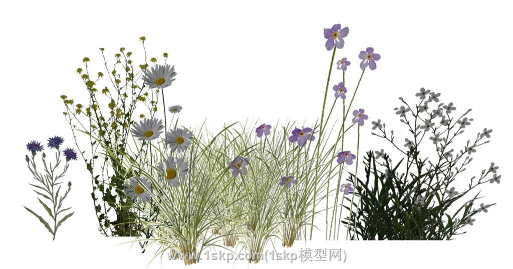 野花野草