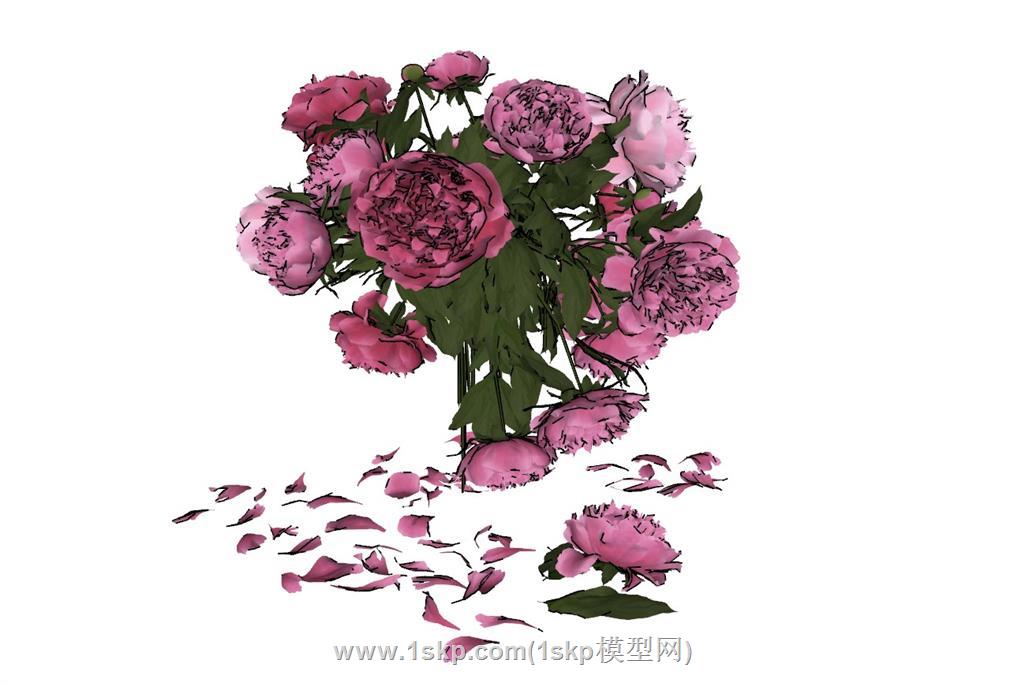 牡丹花