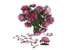 牡丹花