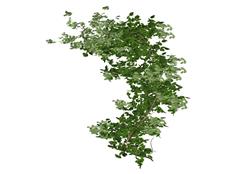 蔓藤爬藤植物