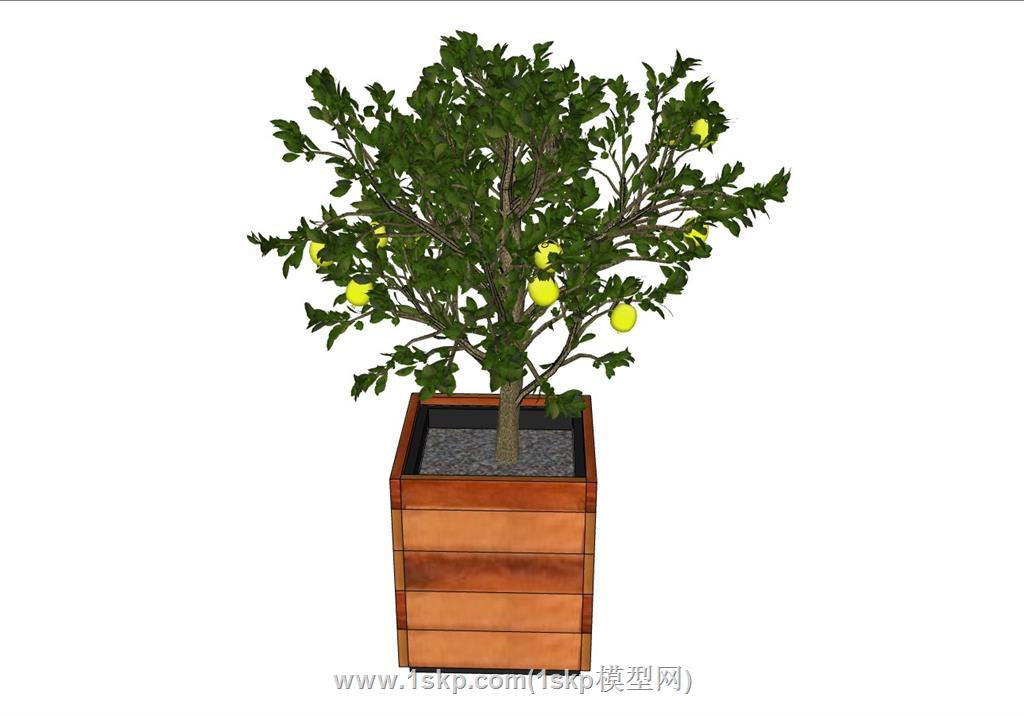 花箱柠檬果树