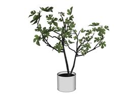 室内树花盆植物SU模型