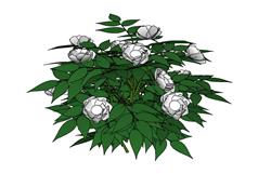 白牡丹花植物