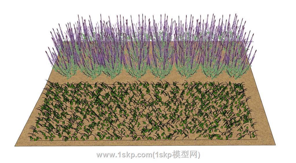 薰衣草植物SU模型
