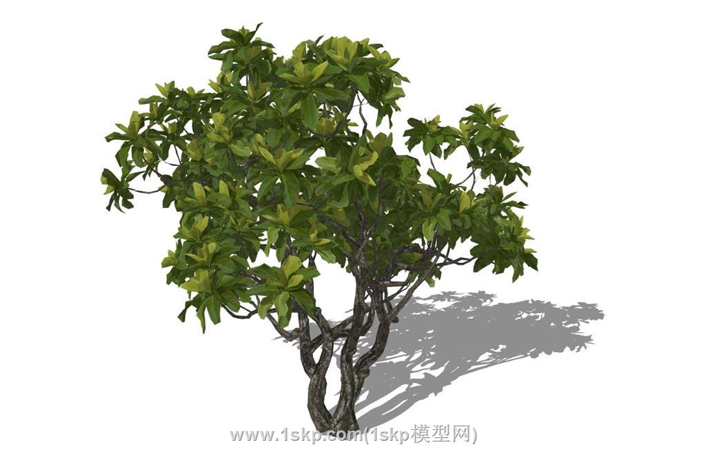 精细树木SU模型