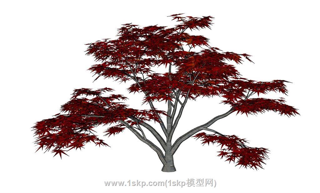 鸡爪槭树SU模型