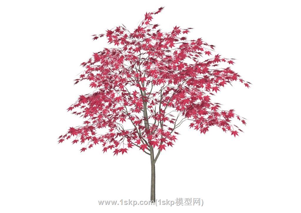 红枫叶树SU模型