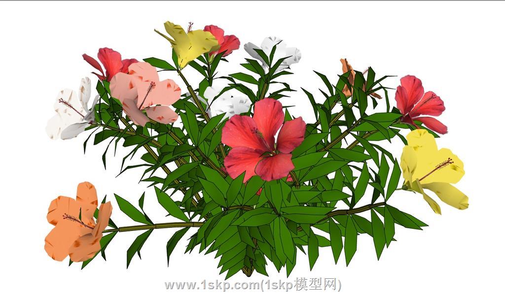 鲜花花朵植物