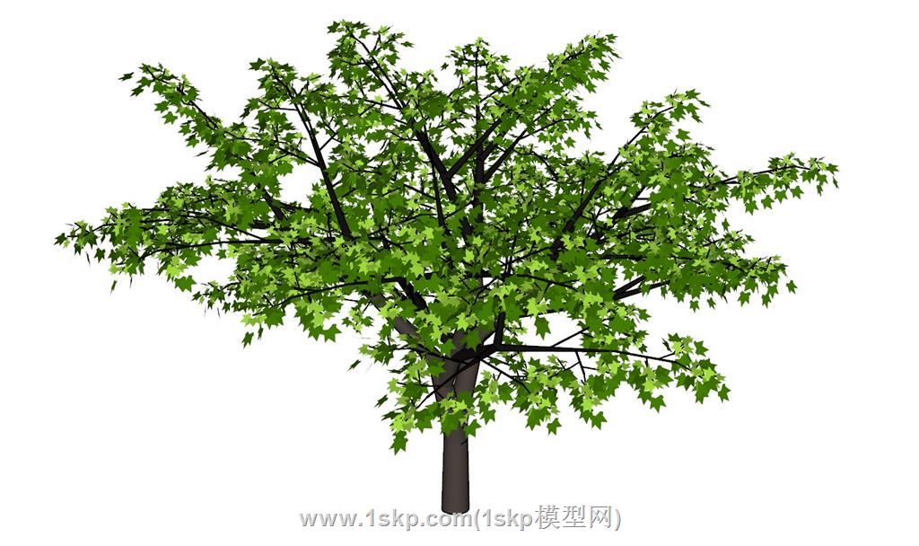 枫叶树景观树