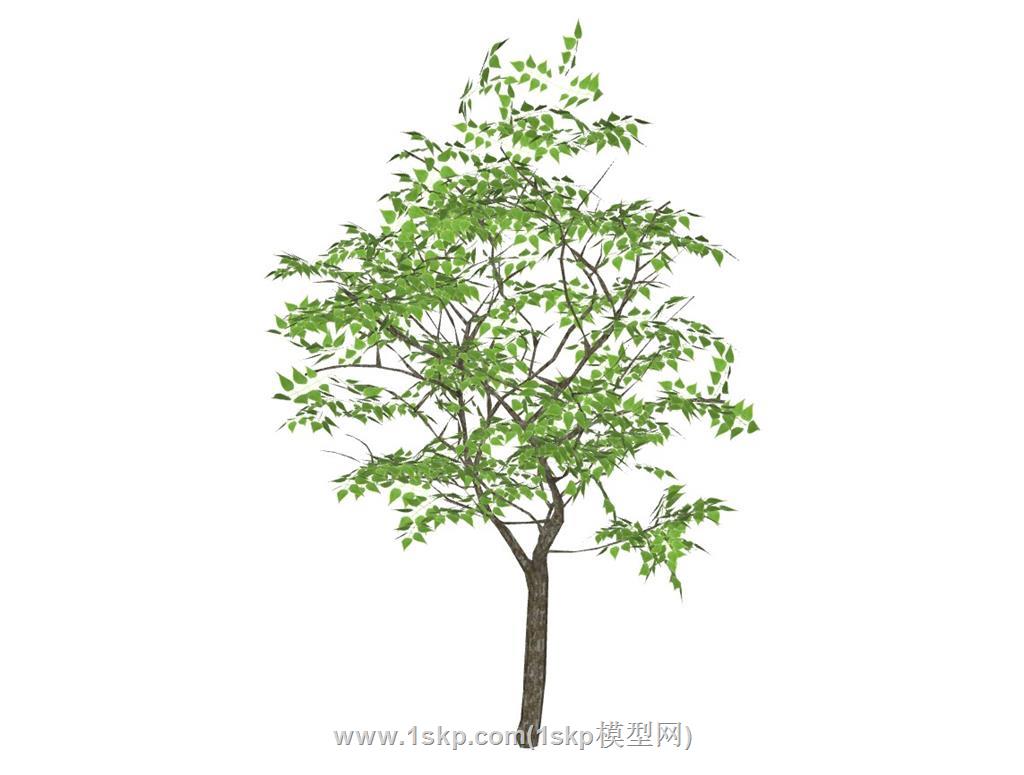 乌桕树