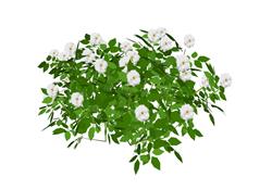 白色月季花