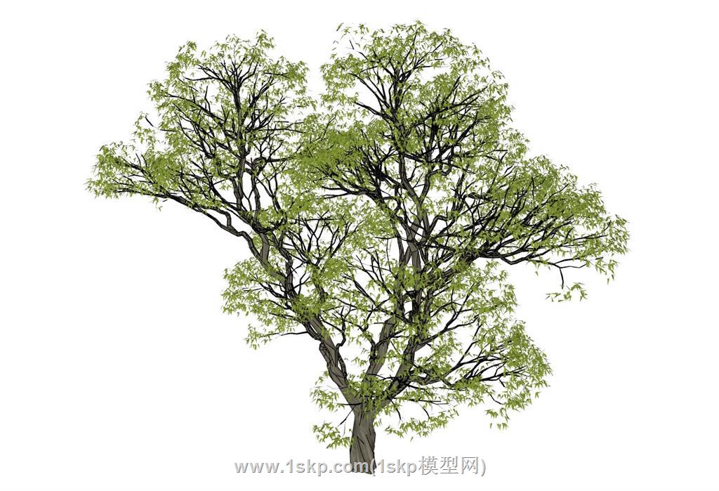 3D树植物大树