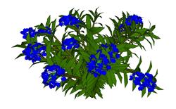 灌木蓝花植物