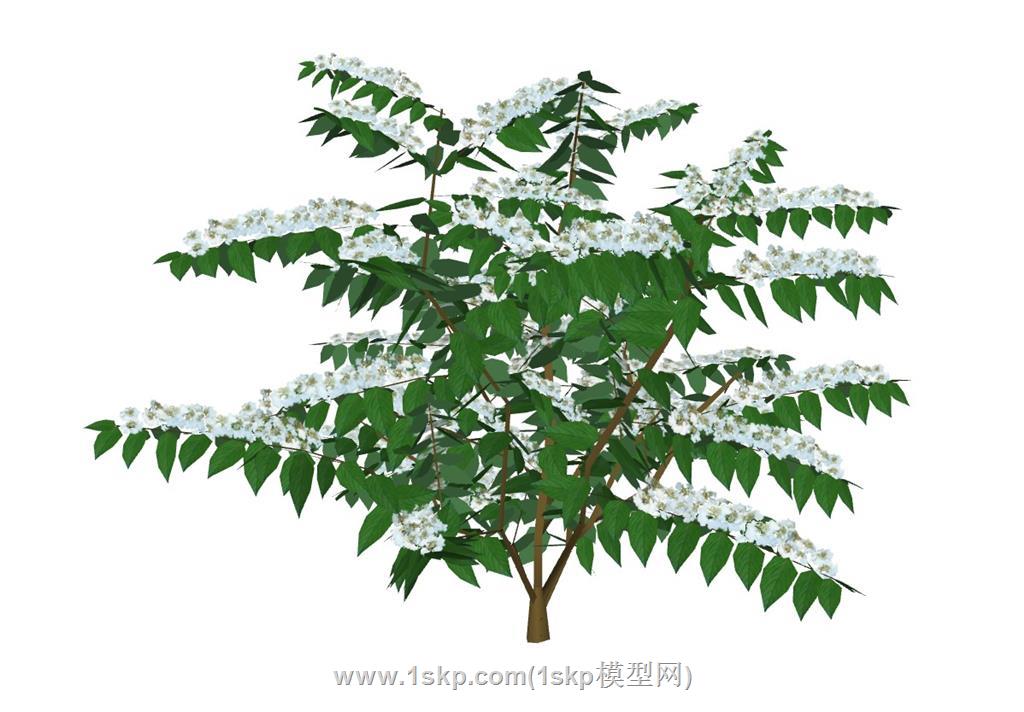 荚蒾灌木树