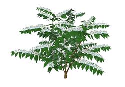荚蒾灌木树