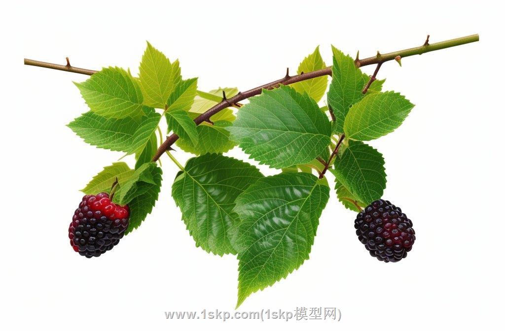 桑葚果水果