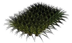 枯草野草