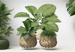 藤制花盆植物