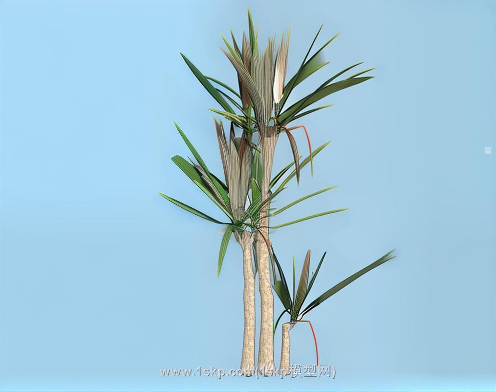 丝兰植物