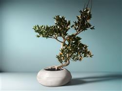 盆栽植物
