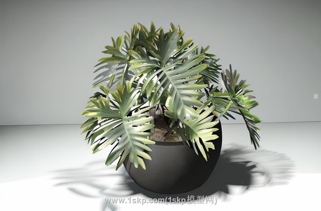 春羽植物