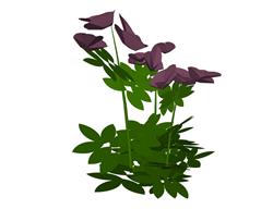 虞美人花植物