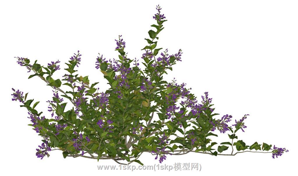 黄荆花植物