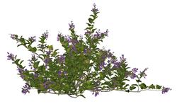 黄荆花植物
