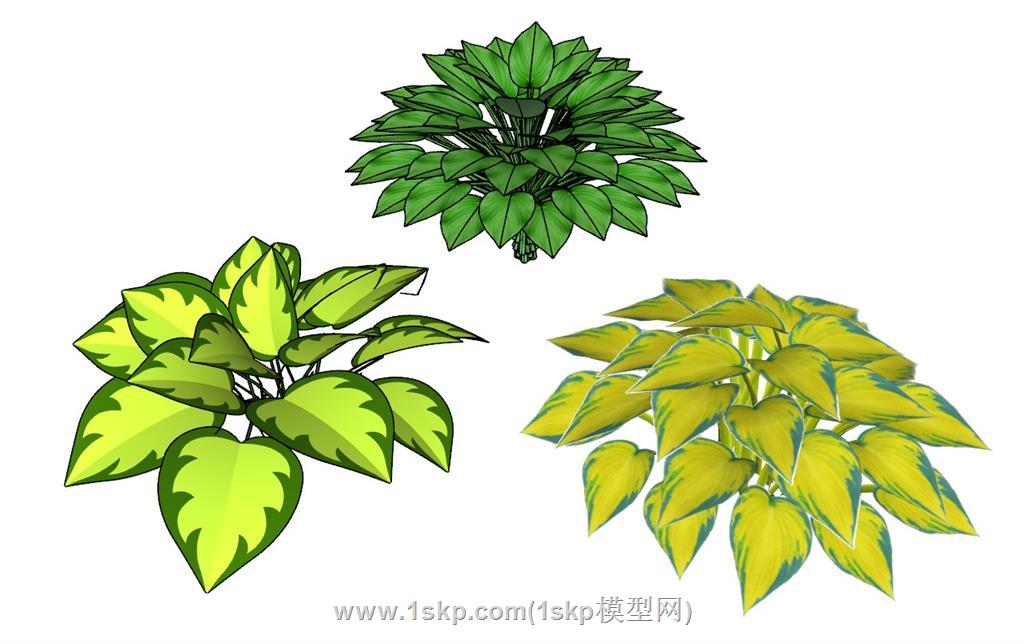 玉簪植物