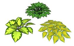 玉簪植物