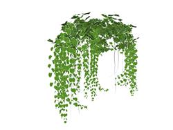 藤蔓爬藤植物