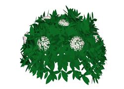 球植物
