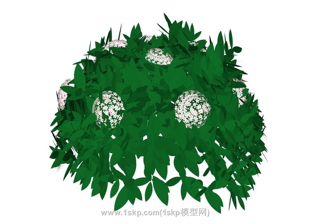 球植物