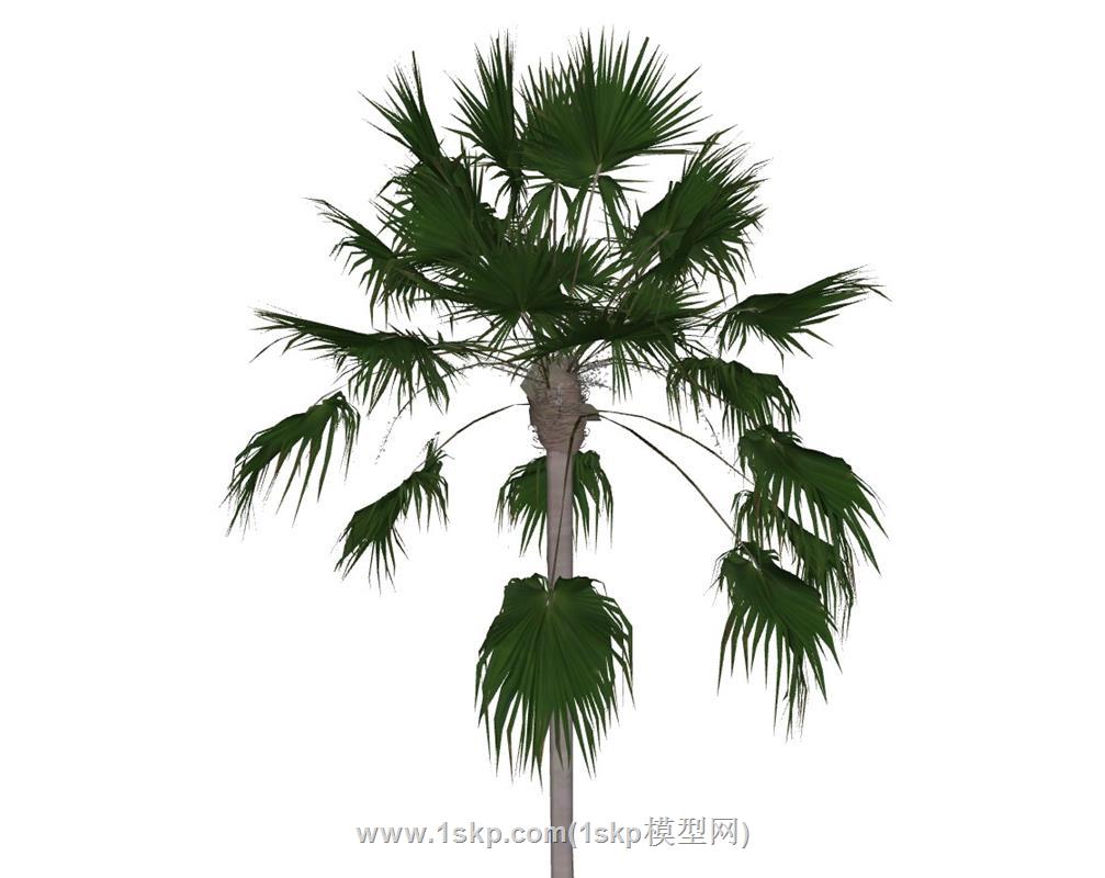 棕榈热带树