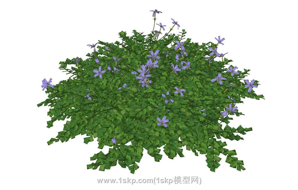 灌木丛植物