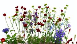 山花野花植物