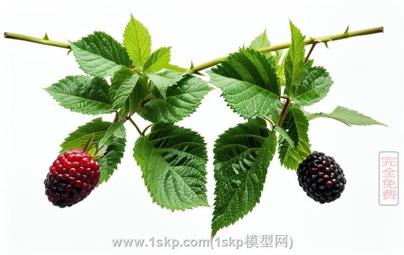 覆盆子野草莓