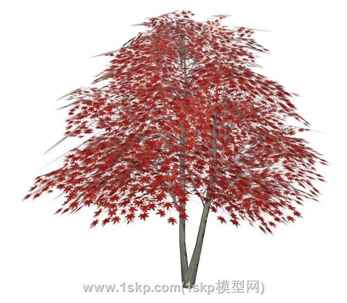 枫叶树