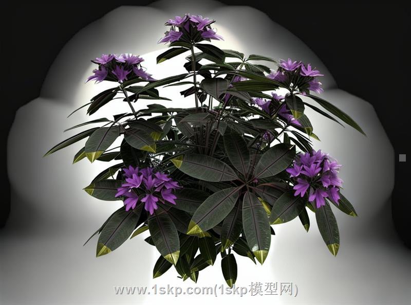 毛鹃杜鹃花