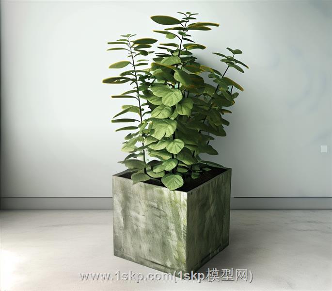 盆栽植物铁线蕨