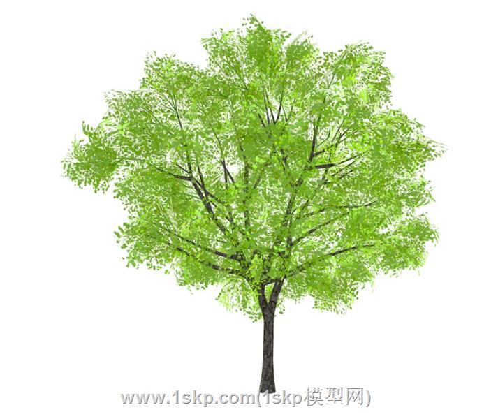 秋枫树青枫