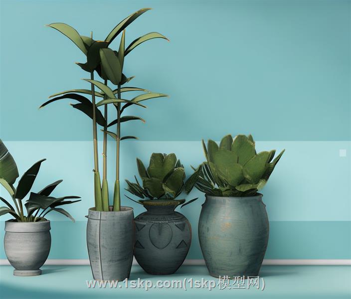 花盆植物的