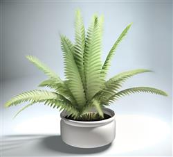 蕨类植物